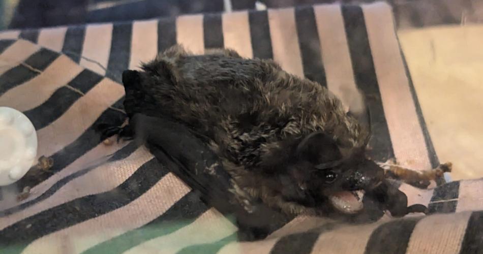 Fledermaus
